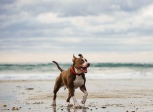 Les types de corps de l American Pitbull Terrier