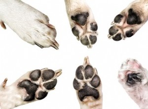 Quais raças de cães têm ergôs?