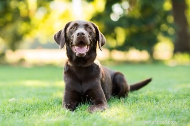 La durata media della vita di un Labrador