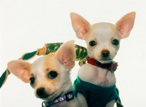 Comment déterminer le sexe d un chihuahua