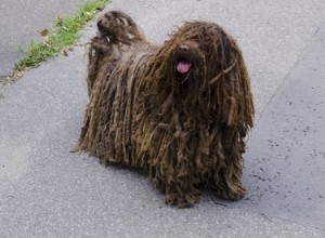 長髪の犬の種類 