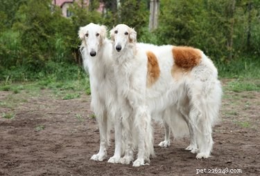 Typy dlouhosrstých psů