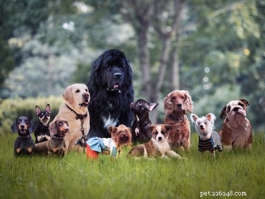 Lista de traços de personalidade e tipos de cães
