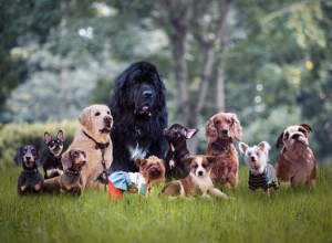 Liste des traits de personnalité et des types de chiens