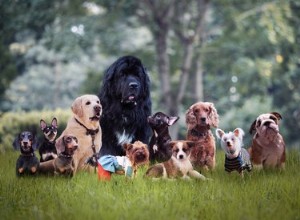 性格特性と犬種のリスト 