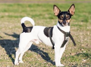 La durée de vie moyenne des terriers de rat