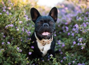 La durata della vita del Bulldog francese