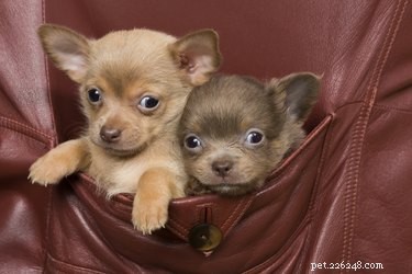 Vad är sällsynta Chihuahua-färger?