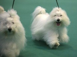 Differenze tra le facce di un cane Coton de Tulear e un maltese