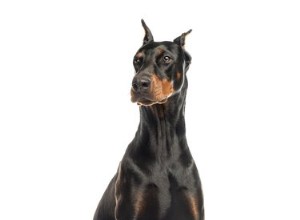 Informazioni sui cuccioli di Labrador Doberman Mix