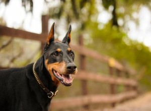 La taille et le poids moyens d un Doberman mâle