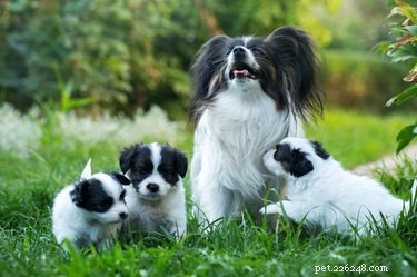Que se passe-t-il lorsqu une mère chien se reproduit avec son fils ?