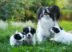 Que se passe-t-il lorsqu une mère chien se reproduit avec son fils ?