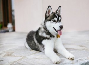 Types de chiens Husky