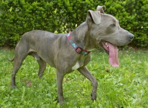 Qual ​​é a diferença entre um pit bull de nariz vermelho e um pit bull de nariz azul?