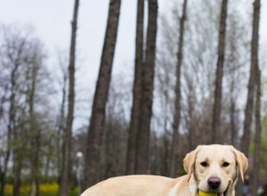 Races mixtes communes de Pit Bull