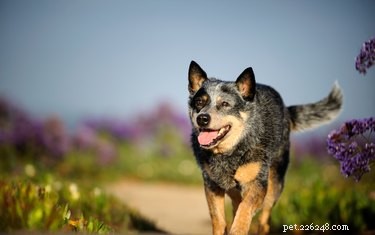 Modrý podpatek (pes):velikost, vlastnosti a temperament