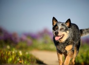 Blue Heeler (cão):tamanho, características e temperamento
