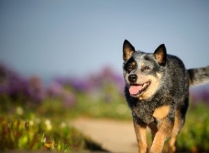 Blue Heeler (cane):taglia, caratteristiche e temperamento