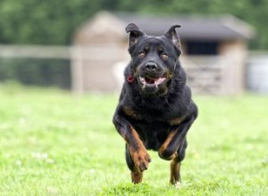 Verschil tussen een Amerikaanse Rottweiler en een Duitse Rottweiler