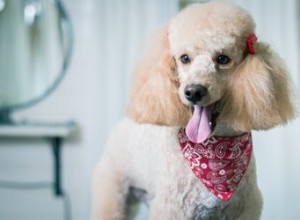 巻き毛の犬の種類 