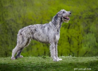 As velocidades máximas do Wolfhound irlandês