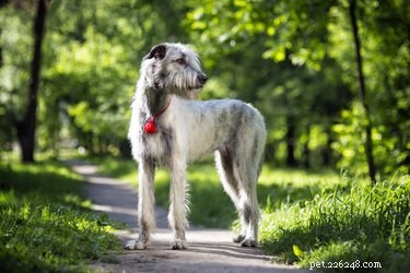 Les meilleures vitesses de l Irish Wolfhound