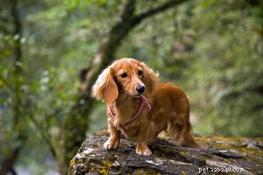 bassotto a pelo lungo:caratteristiche, temperamento e cuccioli