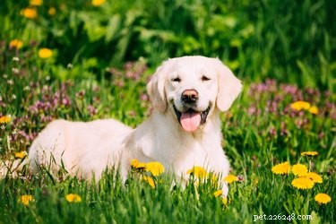 Fördelar och nackdelar med en labrador retriever