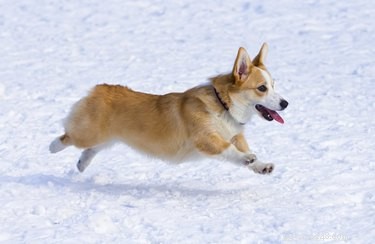 Jaké typy psů mají krátké ocasy?