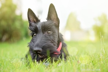 Types de chiens aux oreilles pointues