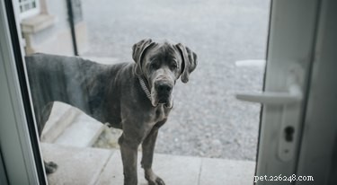 Qual ​​è la differenza tra cani di taglia media e grande?