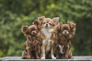 Cães semelhantes a um Chihuahua