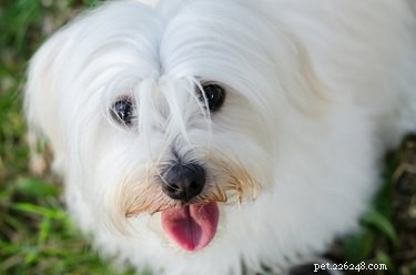 Quais são as diferenças entre cães malteses e havaneses?