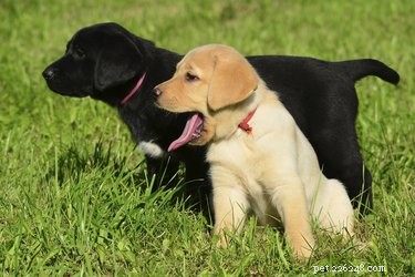 10 самых дружелюбных пород собак для детей