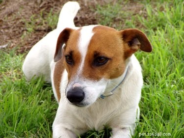 Types de chiens qui s entendent bien avec les terriers Jack Russell