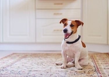 Soorten honden die goed overweg kunnen met Jack Russell Terriers