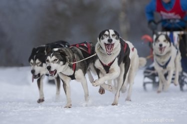 Como criar uma raça de cães Husky-lobo