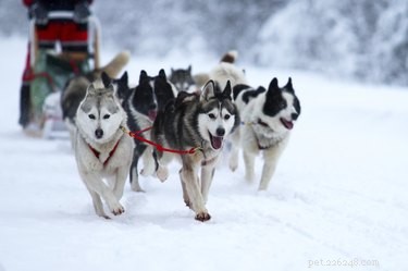 Como criar uma raça de cães Husky-lobo