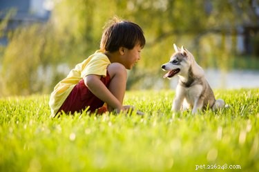 Come allevare una razza di cani lupo-husky