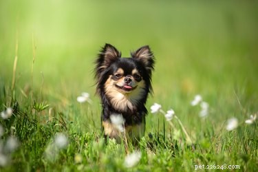 Skillnaden mellan tekopp och Toy Chihuahuas