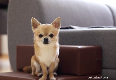 Skillnaden mellan tekopp och Toy Chihuahuas