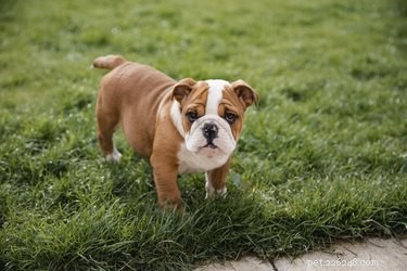 Prijzen voor Engelse Bulldog-puppy s