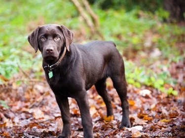 Quali sono gli indicatori che un Labrador è un Labrador di razza pura e non una razza mista?