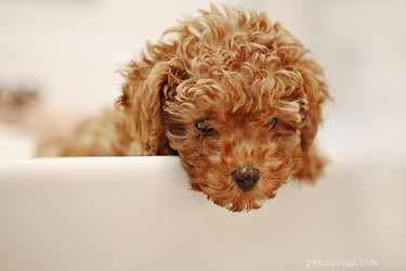 Qual ​​é a vida útil de um poodle miniatura?