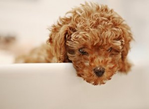 Qual ​​é a vida útil de um poodle miniatura?