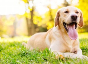 Quanti anni deve avere un cane maschio per riprodursi?