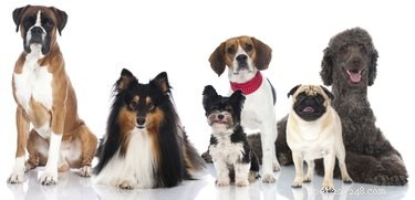 Como determinar visualmente a mistura de raças de um cão