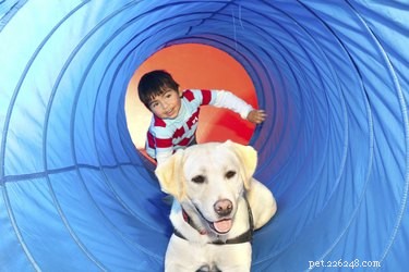 Les meilleures races de chiens pour les enfants autistes
