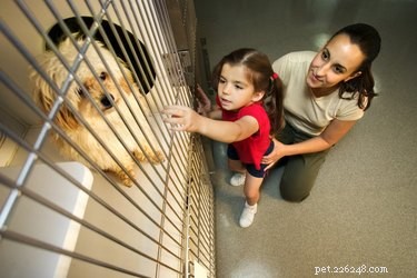 Les meilleures races de chiens pour les enfants autistes